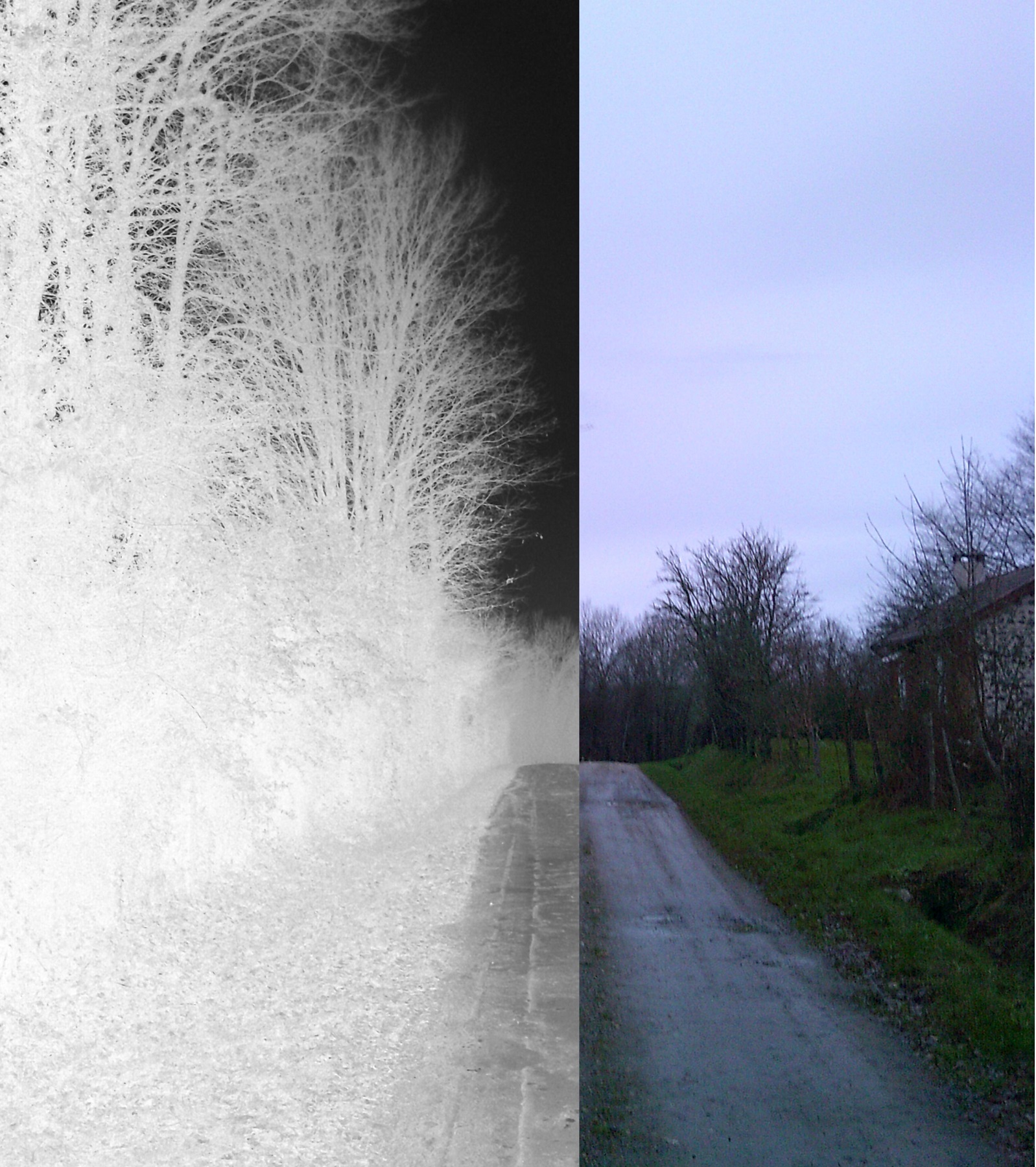 arbres témoins du temps